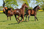 galloping Holsteiner horses