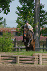 jumping Holsteiner horse