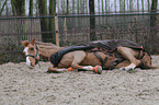 rolling warmblood