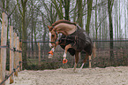 galloping warmblood