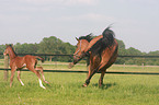 galloping Holsteiner horses