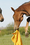 Holsteiner horse portrait