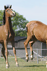 Holsteiner horses