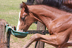 Holsteiner horse foal