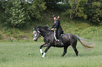 woman rides Holsteiner horse