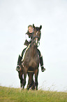 woman rides Holsteiner warmblood