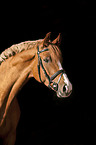 warmblood portrait