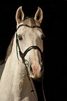 warmblood portrait