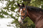 warmblood portrait