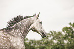 warmblood portrait