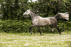 trotting warmblood