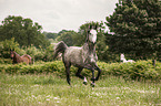 galloping warmblood