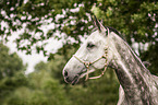 warmblood portrait