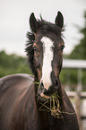 warmblood portrait