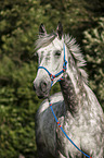 holstein horse portrait