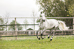 galloping Holstein Horse