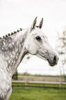 Holstein Horse Portrait