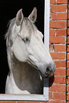 holsteins horse portrait