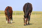 2 Holstein Horses