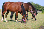 2 Holstein Horses