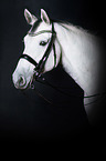 Holstein Horse Portrait