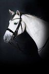 Holstein Horse Portrait