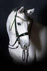 Holstein Horse Portrait