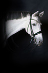 Holstein Horse Portrait