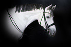 Holstein Horse Portrait