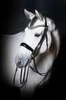 Holstein Horse Portrait