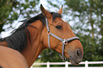 Holstein Horse Portrait