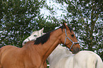 2 Holstein Horses