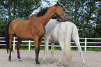 2 Holstein Horses