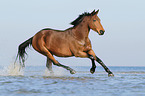 galloping holsteins horse
