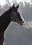 Holstein Horse portrait