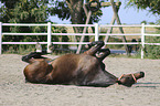 Holstein Horse 	to wallow