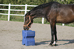 standing Holstein Horse