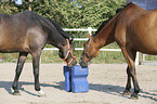 standing Holstein Horses