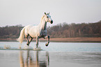 trotting Holstein Horse