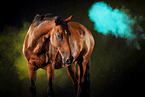 Holstein Horse with holi powder