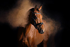 Holstein Horse with holi powder