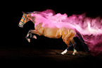 Holstein Horse with holi powder