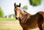 Holstein Horse Foal