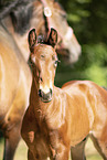 2 Holstein Horses