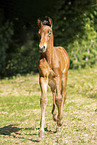 Holstein Horse Foal