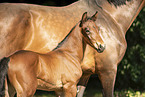 2 Holstein Horses