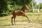 Holstein Horse Foal