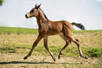 Holstein Horse Foal