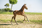 Holstein Horse Foal