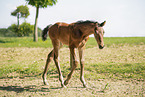 Holstein Horse Foal